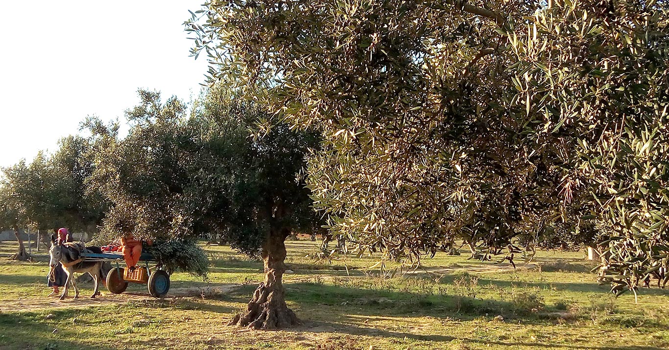 Olives récoltées à la main